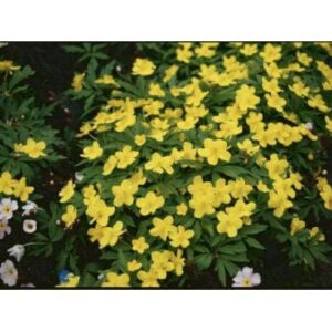 Gul Anemone