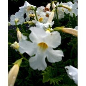 Havegloxinia