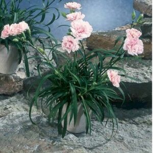 Havenellike -Rosa-