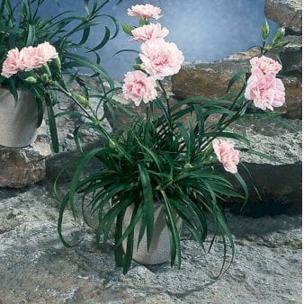 Havenellike -Rosa-