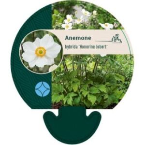 Høstanemone 'Honorine Jobert'