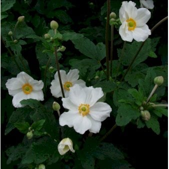 Høstanemone 'Honorine Jobert'