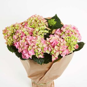 Hortensia plante - indendørs - Send blomster med Bloomit