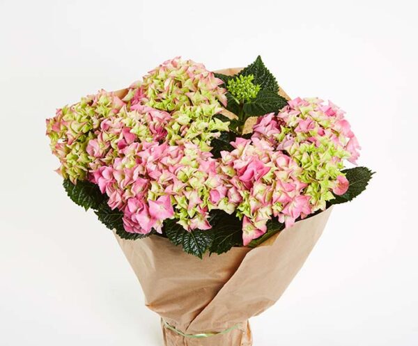 Hortensia plante - indendørs - Send blomster med Bloomit
