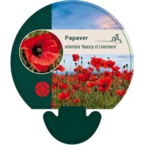 Kæmpevalmue 'Beauty of Livermere'