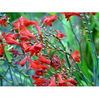 Montbretia