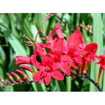 Montbretia