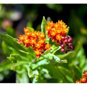 Orange-Silkeplante