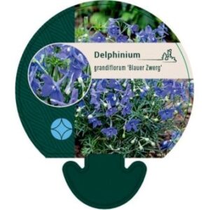 Ridderspore 'Blauer Zwerg'