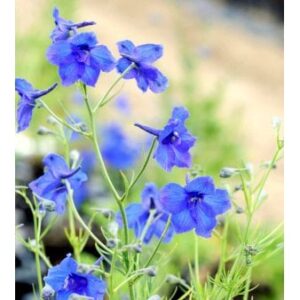 Ridderspore 'Blauer Zwerg'