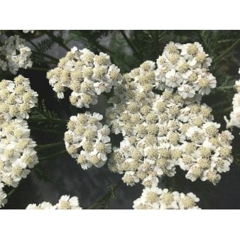 Røllike 'New Vintage White' 1 liter potte