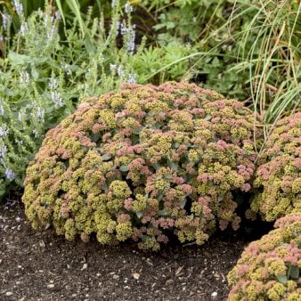 Sankthansurt 'Coraljade' 1 liter potte