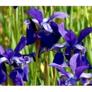 Sibirisk Iris 'Caesar's Brother'
