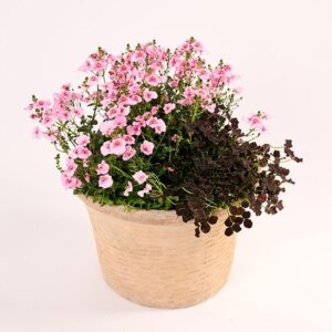 Skøn sommerherlighed med planter, floristens valg - Send blomster med Bloomit