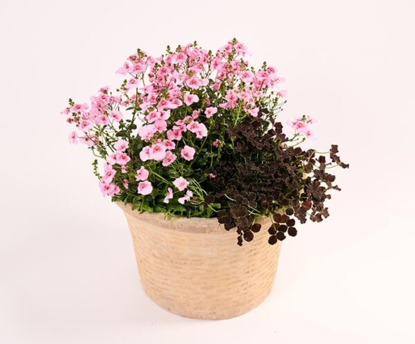 Skøn sommerherlighed med planter, floristens valg - Send blomster med Bloomit