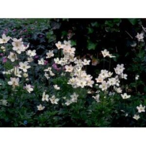 Sommer Anemone