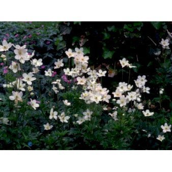Sommer Anemone