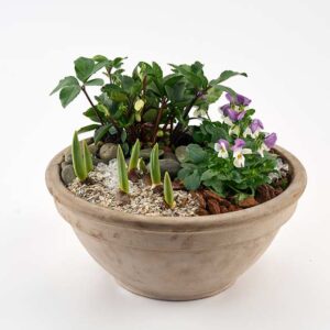 Udendørs forårsdekoration af planter og løg - Send blomster med Bloomit