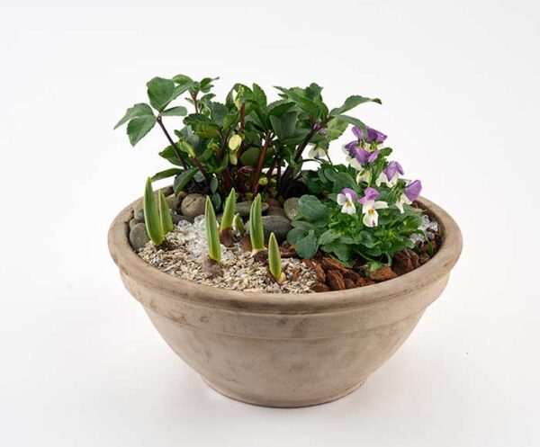 Udendørs forårsdekoration af planter og løg - Send blomster med Bloomit