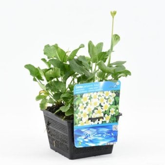 3 stk. Engkabbeleje 'Alba'