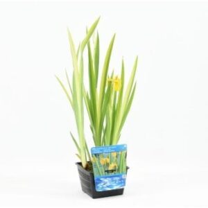 3 stk. Gul Iris
