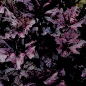 Alunrod 'Black Forest Cake' 3,0 liter potte