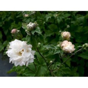 Anemone 'Tiki Sensation' Potte 2 liter.
