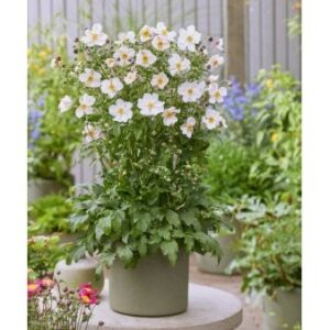 Anemone'Fantasy Elsa' 1 liter potte