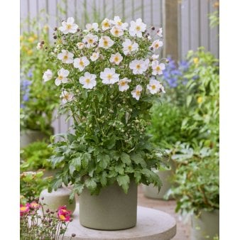 Anemone'Fantasy Elsa' 1 liter potte