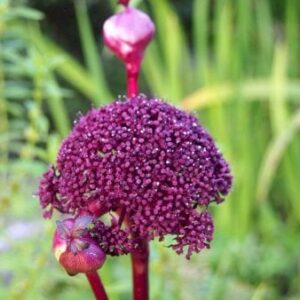 Angelica gigas
