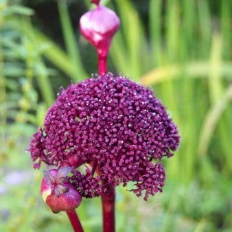 Angelica gigas