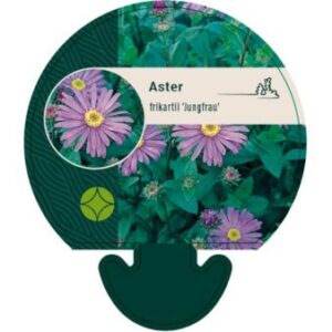 Asters 'Jungfrau'