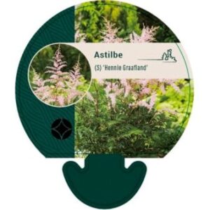 Astilbe