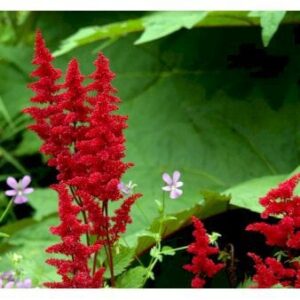 Astilbe 'Fanal'