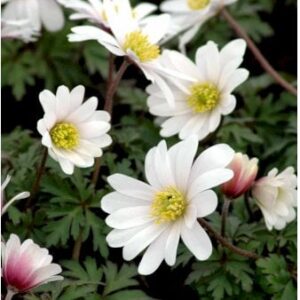 Balkan-Anemone 'White Splendens'