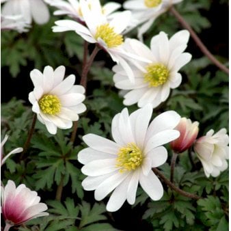 Balkan-Anemone 'White Splendens'