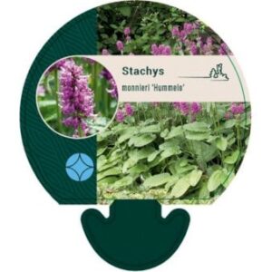 Betonie 'Hummelo'