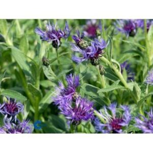 Bjerg-Knopurt 'Grandiflora'