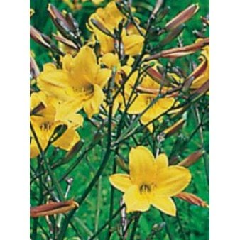 Daglilje 'Golden Chimes'