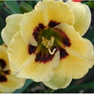Daglilje 'Jason Salter'