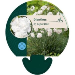 Fjernellike 'Haytor White'