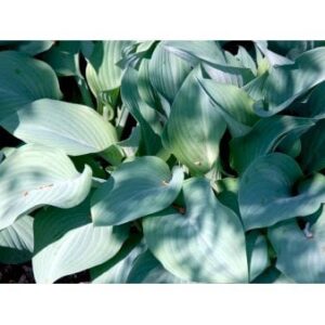 Funkia 'Krossa Regal'