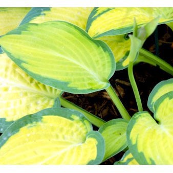 Funkia 'Pauls Glory' 1 liter potte