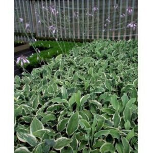 Funkia 'Regal Splendor'