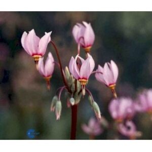 Gudeblomst