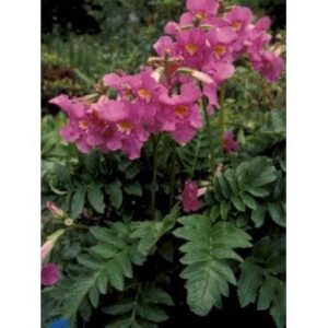 Havegloxinia