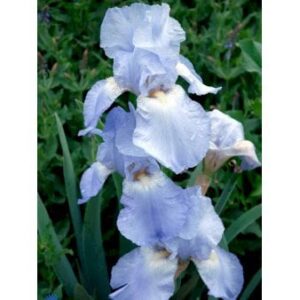 Haveiris 'Jane Philips'