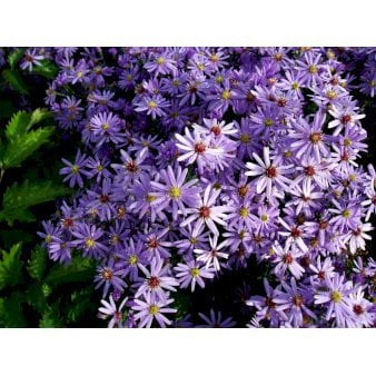 Hjertebladet Asters 'Little Carlow'
