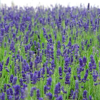 Lavendel 'Hidcote Blue' 2 Liter potte