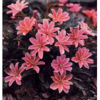 Lewisia 'Little Plum'